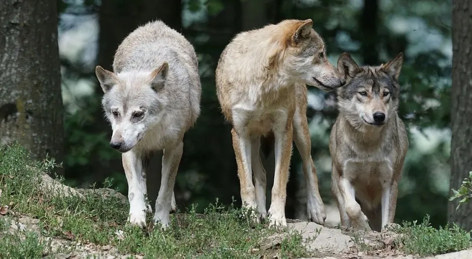 Zdjęcie Jak szybko biega wilk? Zaskakujące fakty o ich prędkości