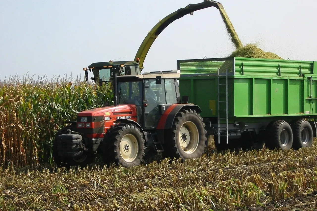 Zdjęcie Kiedy jest sezon na kukurydzę? Poznaj najlepszy czas na zbiór i smak