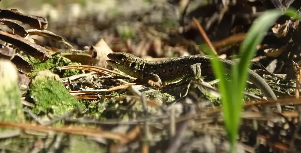 Zdjęcie Czym się żywią jaszczurki zwinki? Zaskakujące fakty o ich diecie
