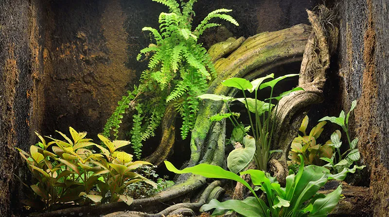 Zdjęcie Najlepszy silikon do terrarium - bezpieczne opcje dla zwierząt i roślin