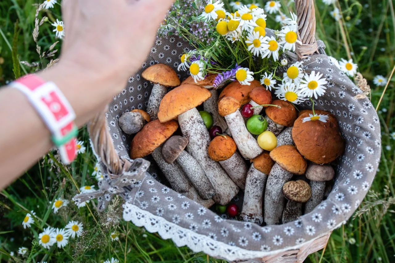Zdjęcie Gdzie na Śląsku zbierać grzyby? Sprawdź najlepsze miejsca i porady!