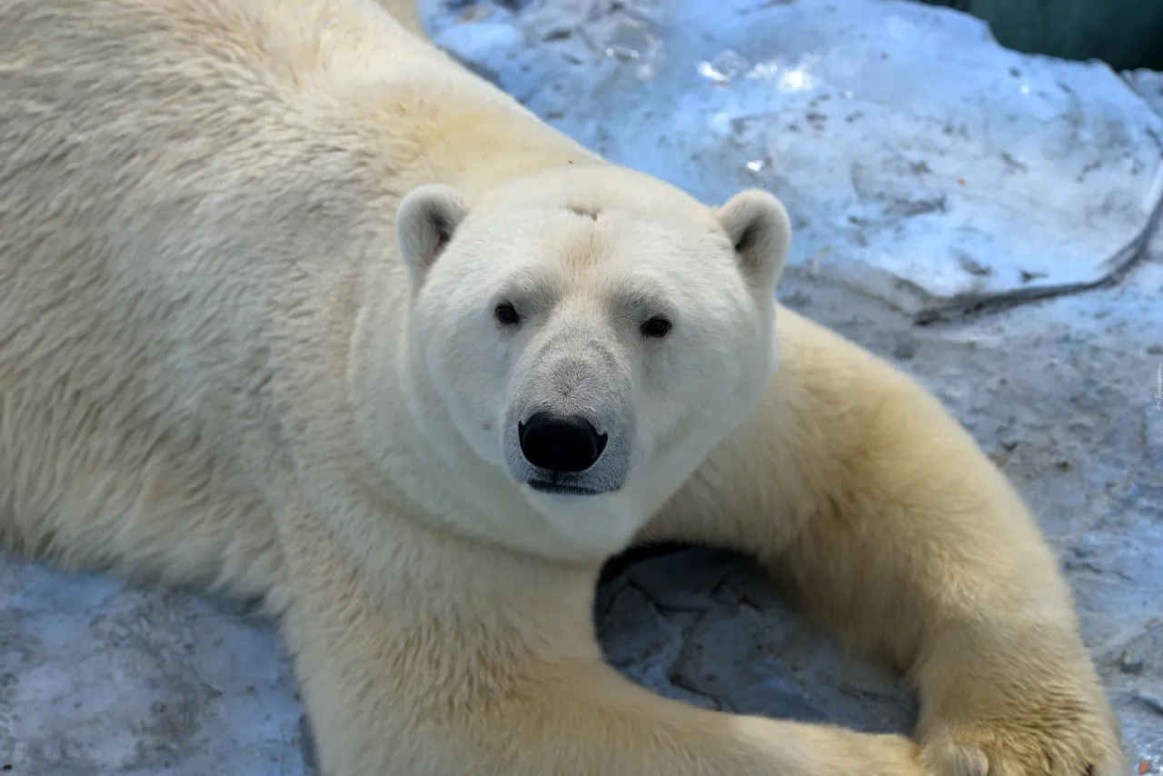Zdjęcie Niedźwiedź polarny czym się żywi: tajemnice diety i polowań