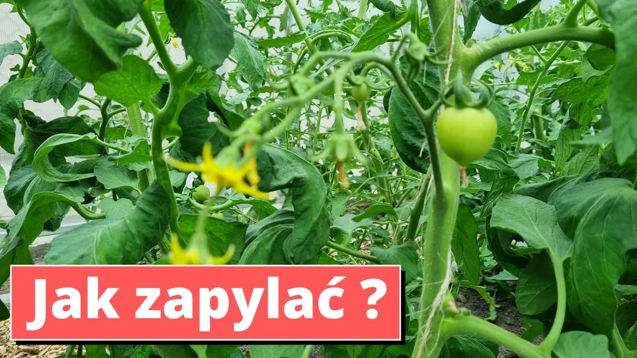 Zdjęcie Jak kwitnie pomidor - poznaj kluczowe warunki dla zdrowych roślin