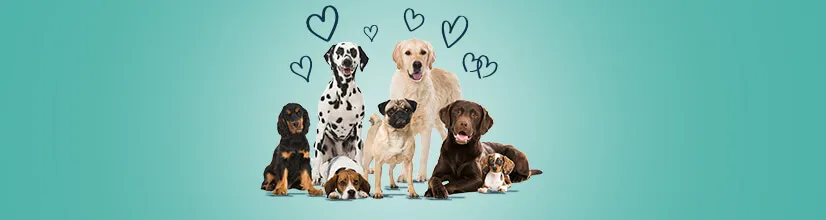 Zdjęcie Golden retriever co warto wiedzieć: kluczowe informacje i porady