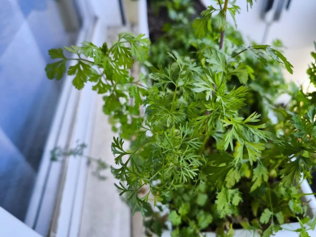 Zdjęcie Cuando plantar cilantro: evita errores comunes y logra una cosecha perfecta