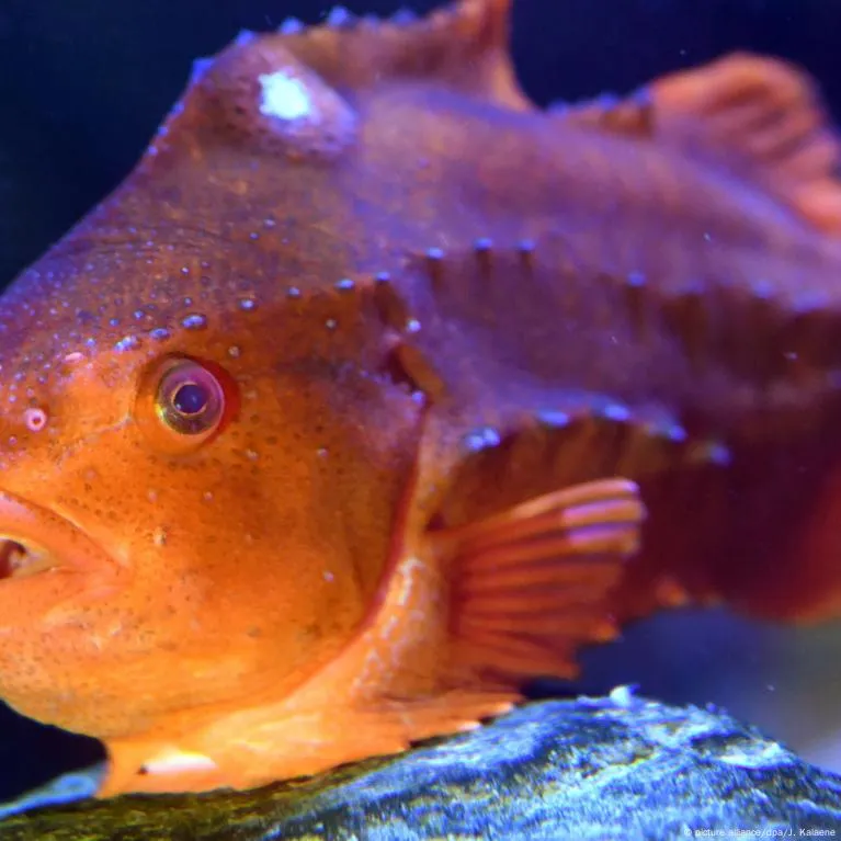 Zdjęcie AquaDom oceanarium Berlin - odkryj największe akwarium w Europie