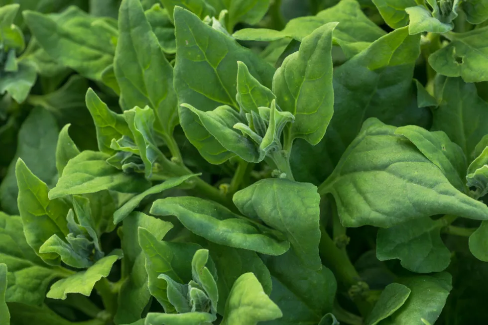 Zdjęcie Jak sadzić szpinak, aby uniknąć najczęstszych błędów i uzyskać plony