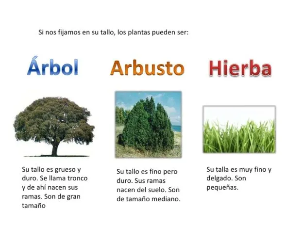 Zdjęcie Entiende qué es arbustivo y su importancia en la botánica