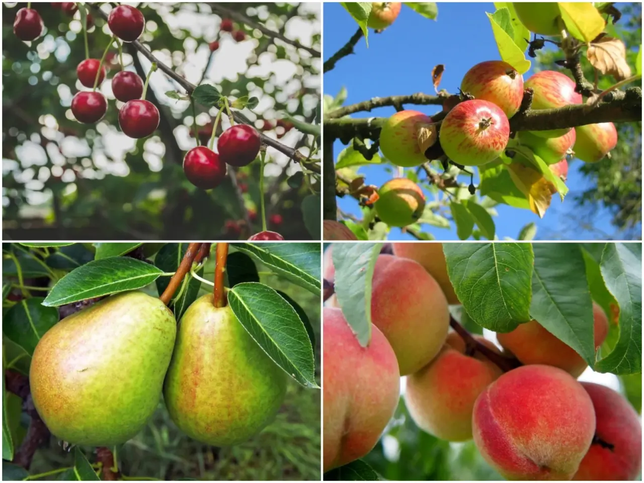 Zdjęcie Jakie drzewa owocowe do ogrodu? Wybierz najlepiej rosnące w Polsce!