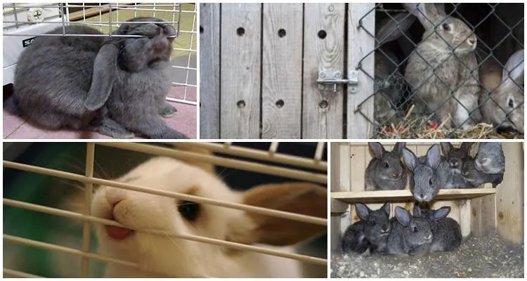 Zdjęcie Dlaczego królik gryzie klatkę? 5 przyczyn i skuteczne rozwiązania