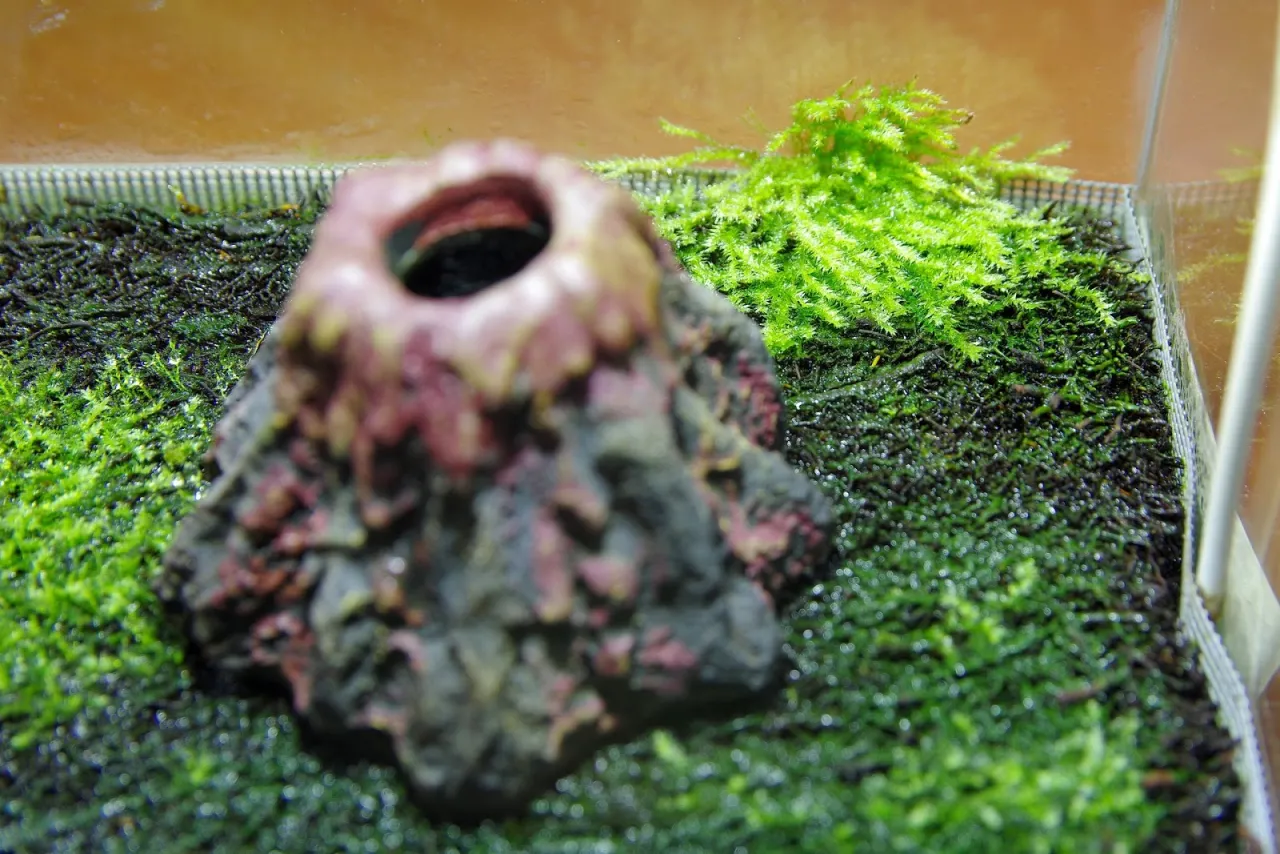 Zdjęcie Jak przygotować mech do terrarium, aby uniknąć problemów z pleśnią