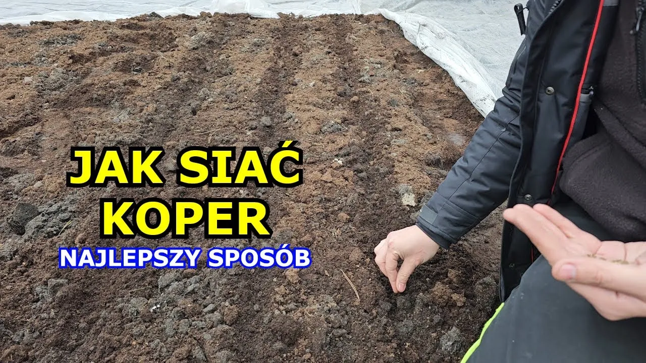 Zdjęcie Jak uprawiać koperek: proste sposoby na zdrowe i aromatyczne zbiory