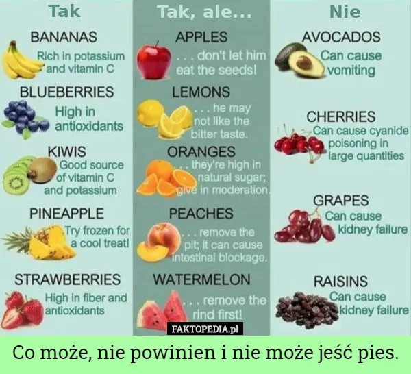 Zdjęcie Czy psy mogą jeść warzywa: Lista bezpiecznych i szkodliwych produktów