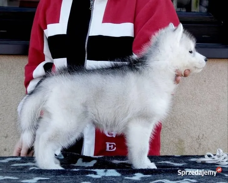 Zdjęcie Ile kosztuje husky z rodowodem? Sprawdź, co wpływa na cenę