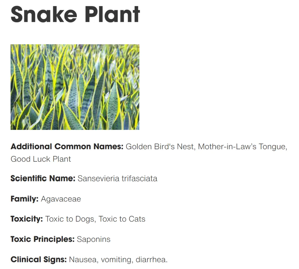 Zdjęcie Sansewieria toksyczna? Sprawdź bezpieczeństwo dla dzieci i zwierząt