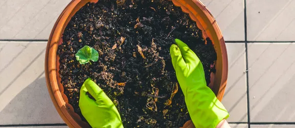 Zdjęcie Jak skutecznie sadzić w donicach z wkładem i uniknąć błędów