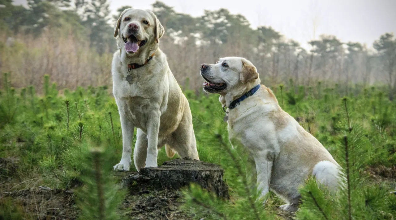 Zdjęcie Labrador czy owczarek niemiecki – który pies lepiej pasuje do Ciebie?