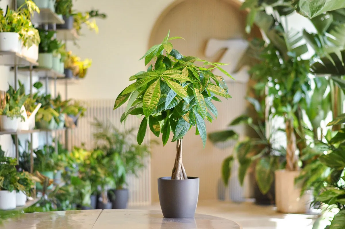 Zdjęcie Jak kwitnie pachira i co zrobić, aby jej kwiaty zachwycały