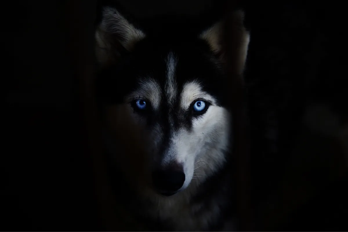 Zdjęcie Czy husky szczeka? Odkryj prawdę o ich unikalnym wyciu
