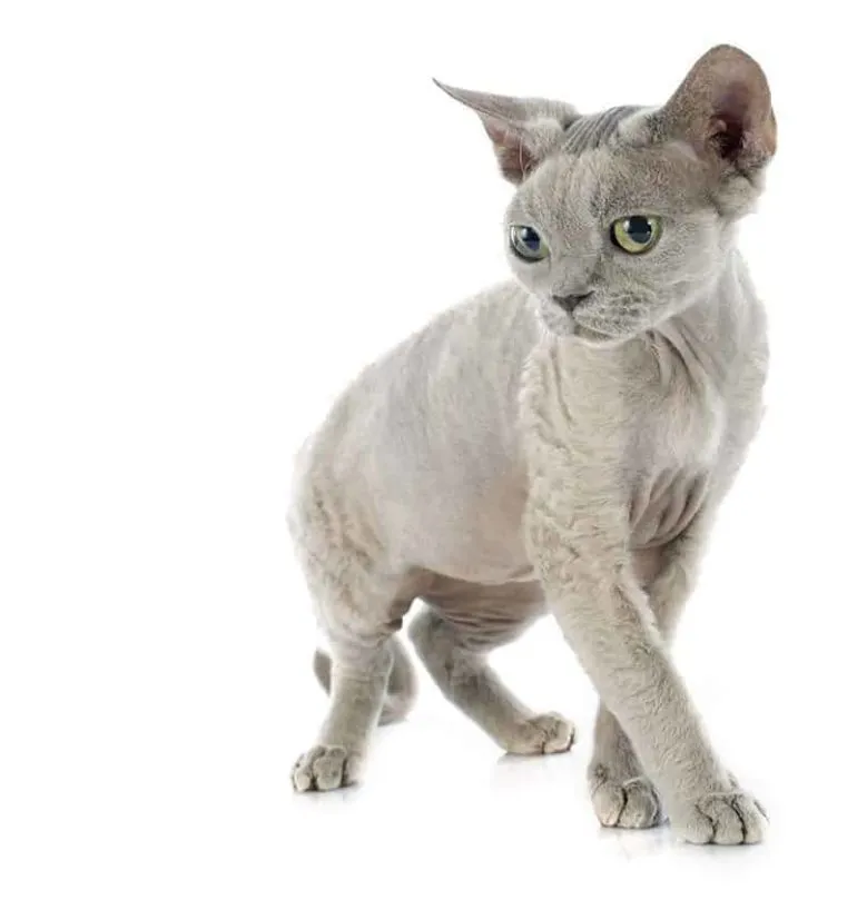 Zdjęcie Devon Rex opis rasy: niezwykły kot o wyjątkowym charakterze i pielęgnacji