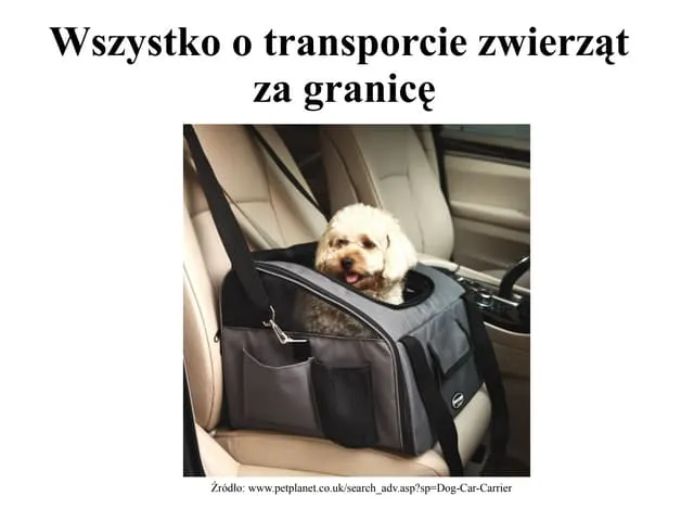 Zdjęcie Pies kurier - wszystko co musisz wiedzieć o bezpiecznym transporcie zwierząt