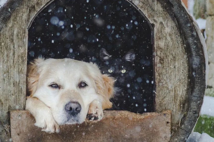 Zdjęcie Czy golden retriever może mieszkać w budzie? Oto co musisz wiedzieć