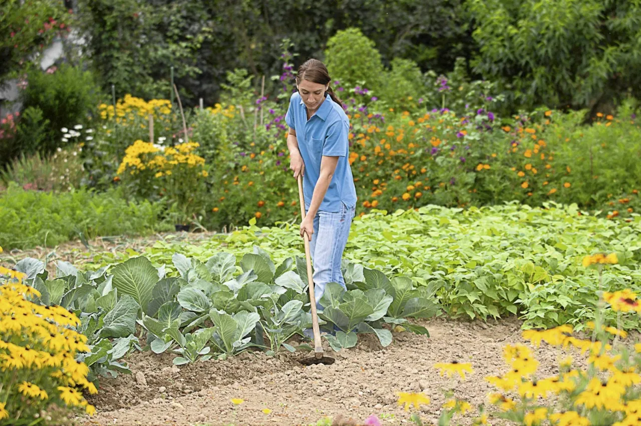 Zdjęcie Jak uprawiać kalafior w ogrodzie? Poradnik krok po kroku