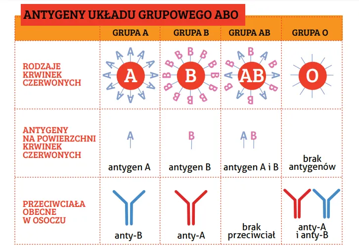 Zdjęcie Kiedy odkryto grupy krwi? Fascynująca historia ich powstania