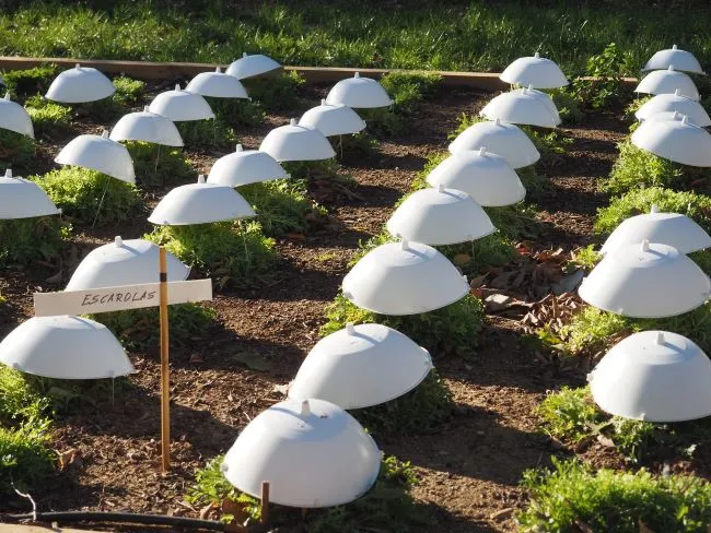 Zdjęcie Jak uprawiać cykorię - krok po kroku do zdrowych plonów