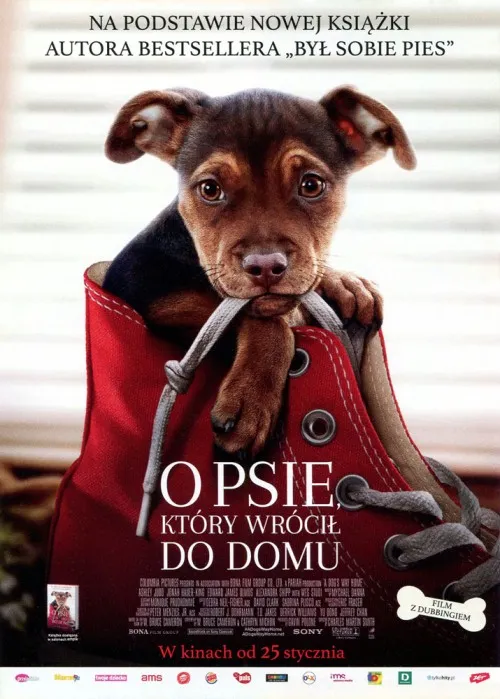 Zdjęcie O psie który wrócił do domu na Netflix – gdzie go obejrzeć w Polsce?