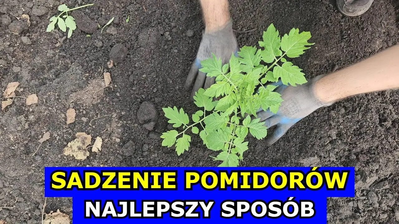 Zdjęcie Kiedy sadzić sadzonki pomidorów, aby uniknąć przymrozków i zapewnić wzrost