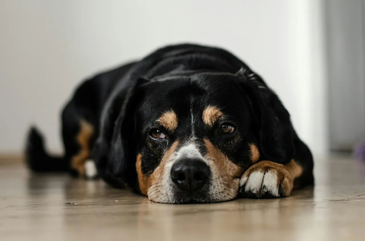 Zdjęcie Jaka karma dla psa po kastracji? Odpowiednia dieta dla zdrowia psa