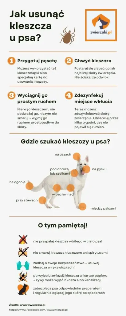 Zdjęcie Jak usunąć resztki kleszcza u psa i uniknąć poważnych problemów