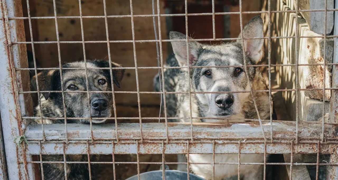 Zdjęcie Czy schronisko może odmówić noclegu? Poznaj swoje prawa i zasady