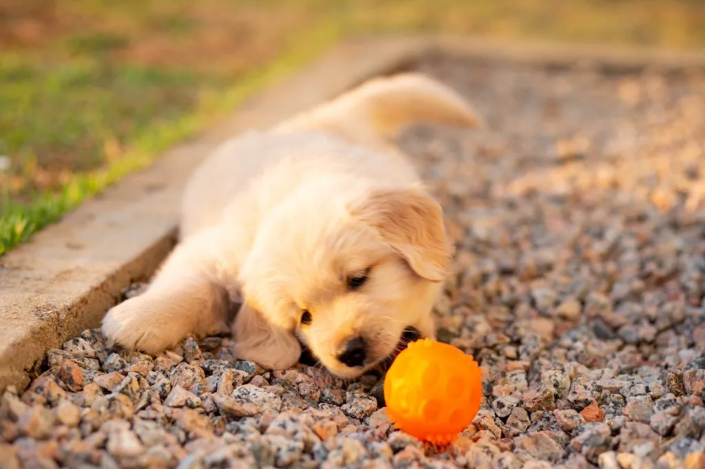 Zdjęcie Czy golden retriever lubi dzieci? Poznaj prawdę o ich zachowaniu