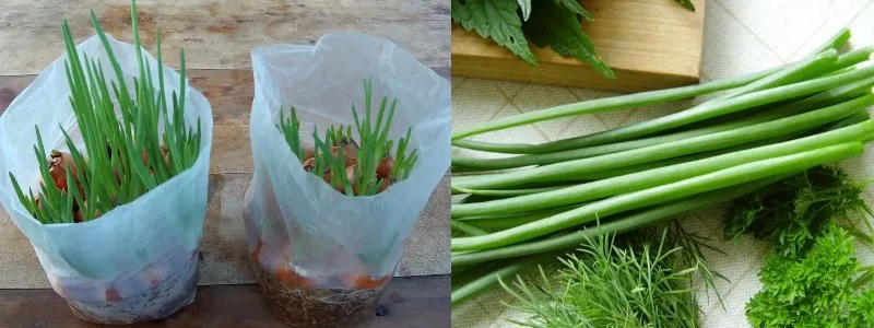 Zdjęcie Jak uprawiać szczypiorek: proste sposoby na zdrowe plony w ogrodzie