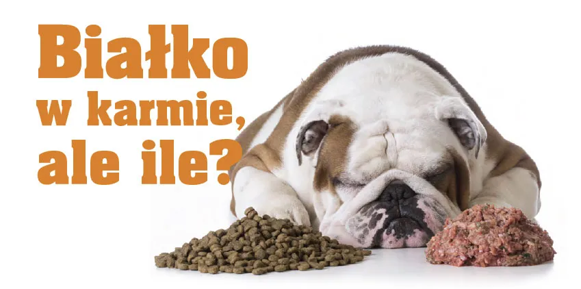 Zdjęcie Ile białka w karmie dla psa? Sprawdź, co jest naprawdę ważne