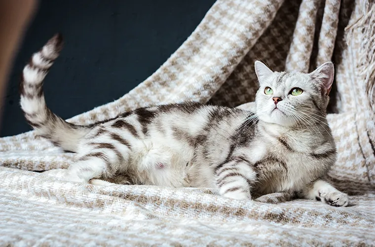 Zdjęcie Jak rozpoznać czy kotka jest w ciąży - objawy, które musisz znać