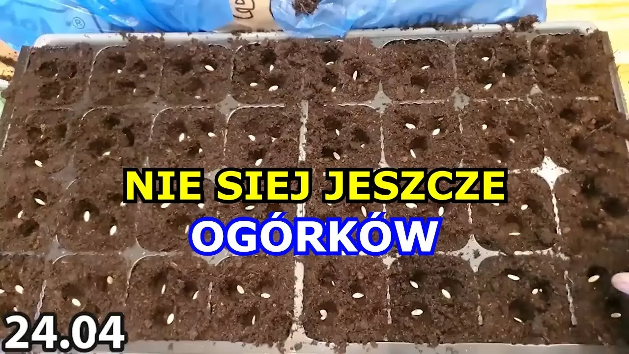 Zdjęcie Jak długo wschodzą ogórki w gruncie? Odkryj kluczowe czynniki