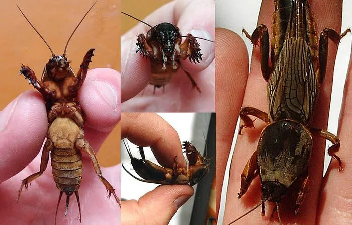 Zdjęcie Najlepsza przynęta na suma forum – sprawdzone porady wędkarzy