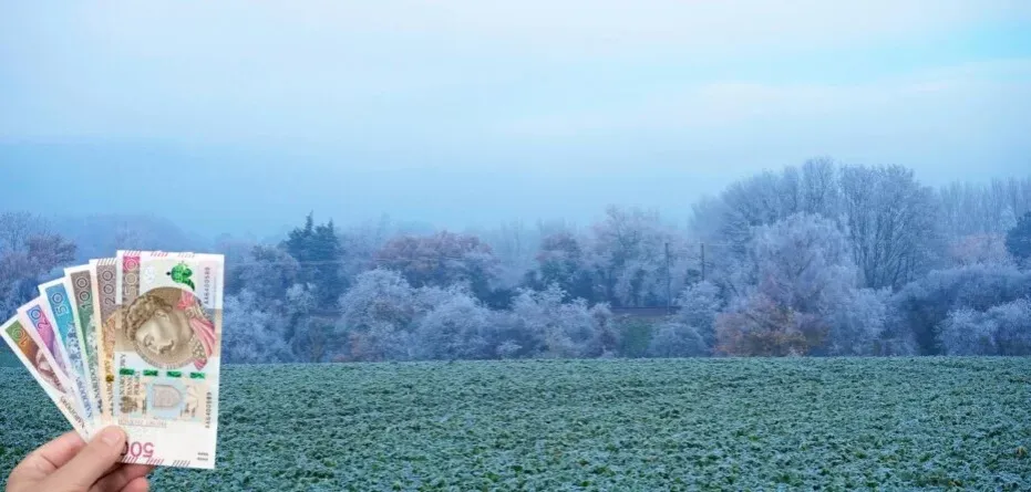 Zdjęcie Ile kosztuje ubezpieczenie 1 ha zboża? Sprawdź maksymalne stawki