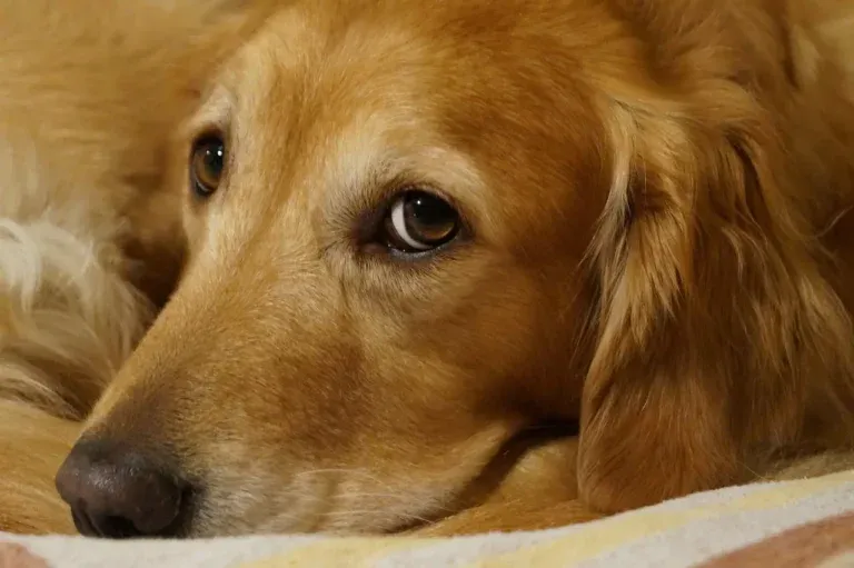 Zdjęcie Jak umiera golden retriever - najczęstsze przyczyny i objawy chorób