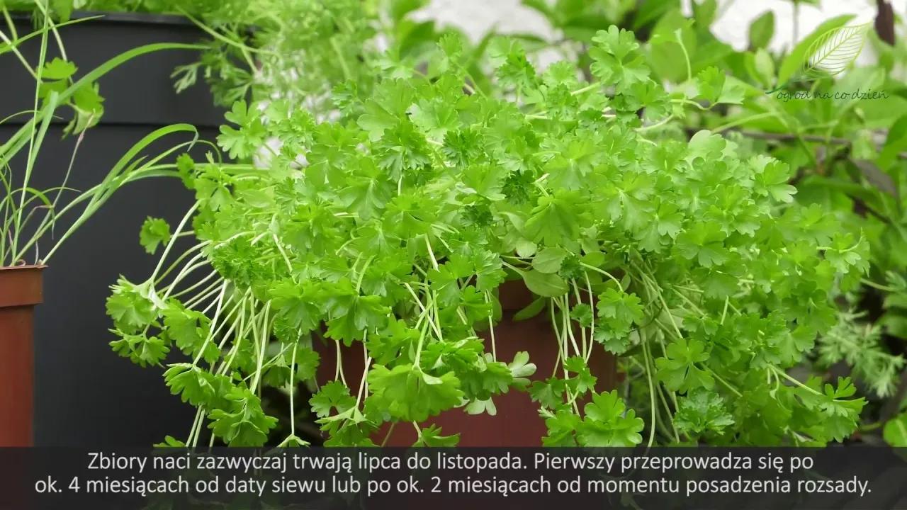 Zdjęcie Jak uprawiać pietruszkę - proste sposoby na zdrowe plony w ogrodzie