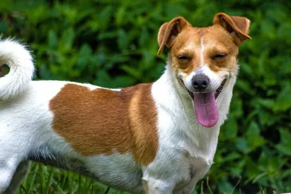 Zdjęcie Jak wytresować jack russell terrier, aby uniknąć problemów behawioralnych