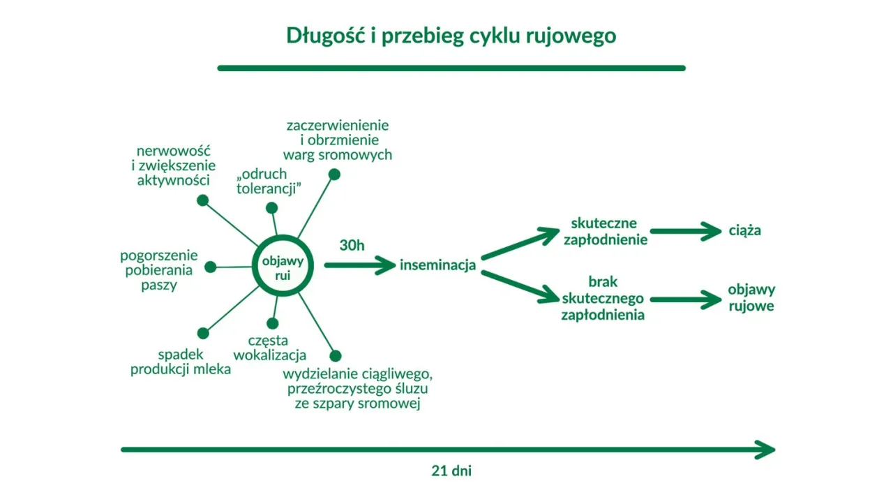 Zdjęcie Zapłodnienie krowy: Skuteczne metody i cykl rujowy w hodowli
