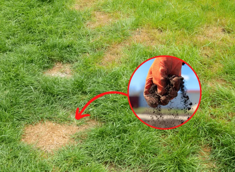 Zdjęcie Chwasty na trawniku: Jak skutecznie zwalczyć i zapobiegać?