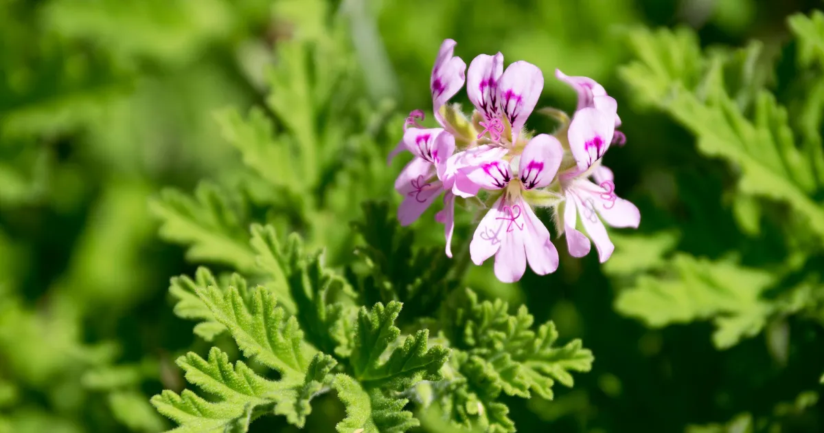 Zdjęcie Jak zrobić herbatę z geranium? Prosty przepis i zdrowe właściwości