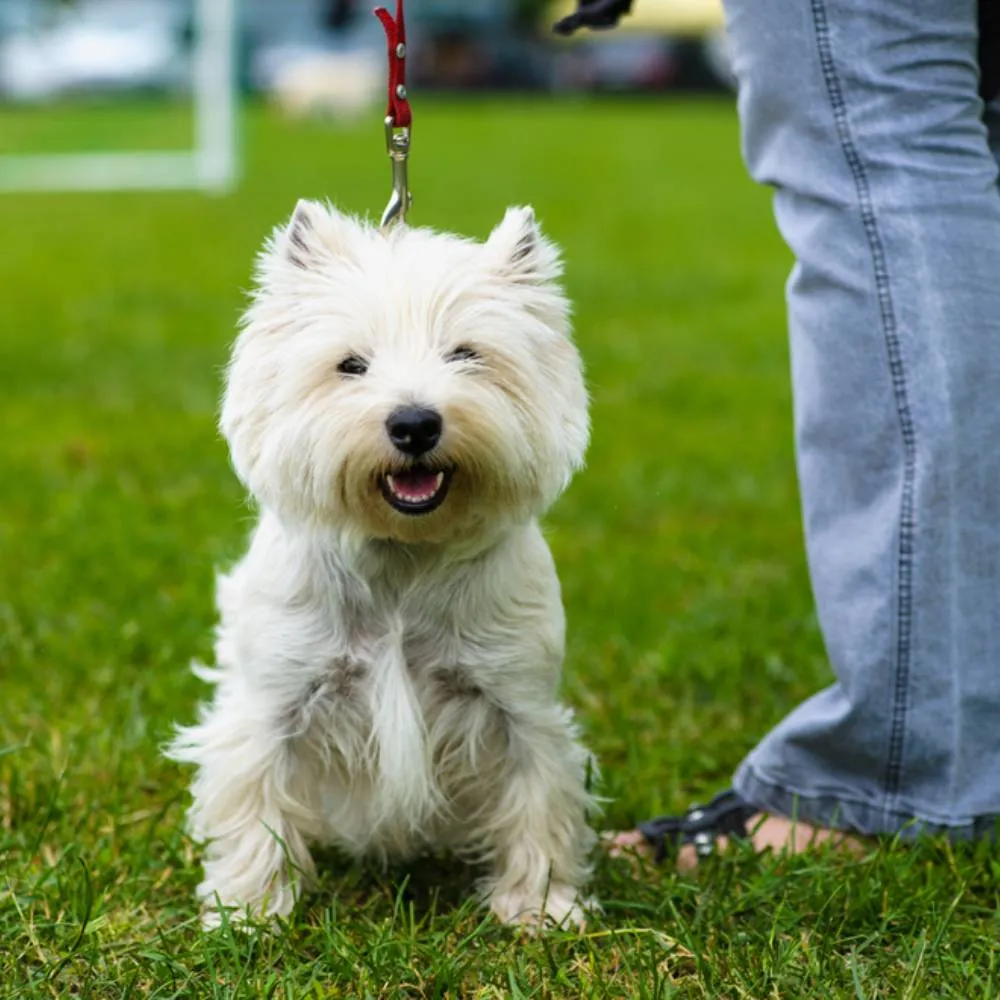 Zdjęcie Shih tzu sierść czy włos - odkryj tajemnice pielęgnacji ich futra