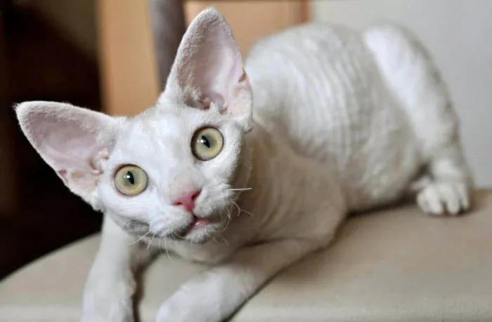 Zdjęcie Białe koty Devon Rex: Cechy, dostępność i opieka nad nimi
