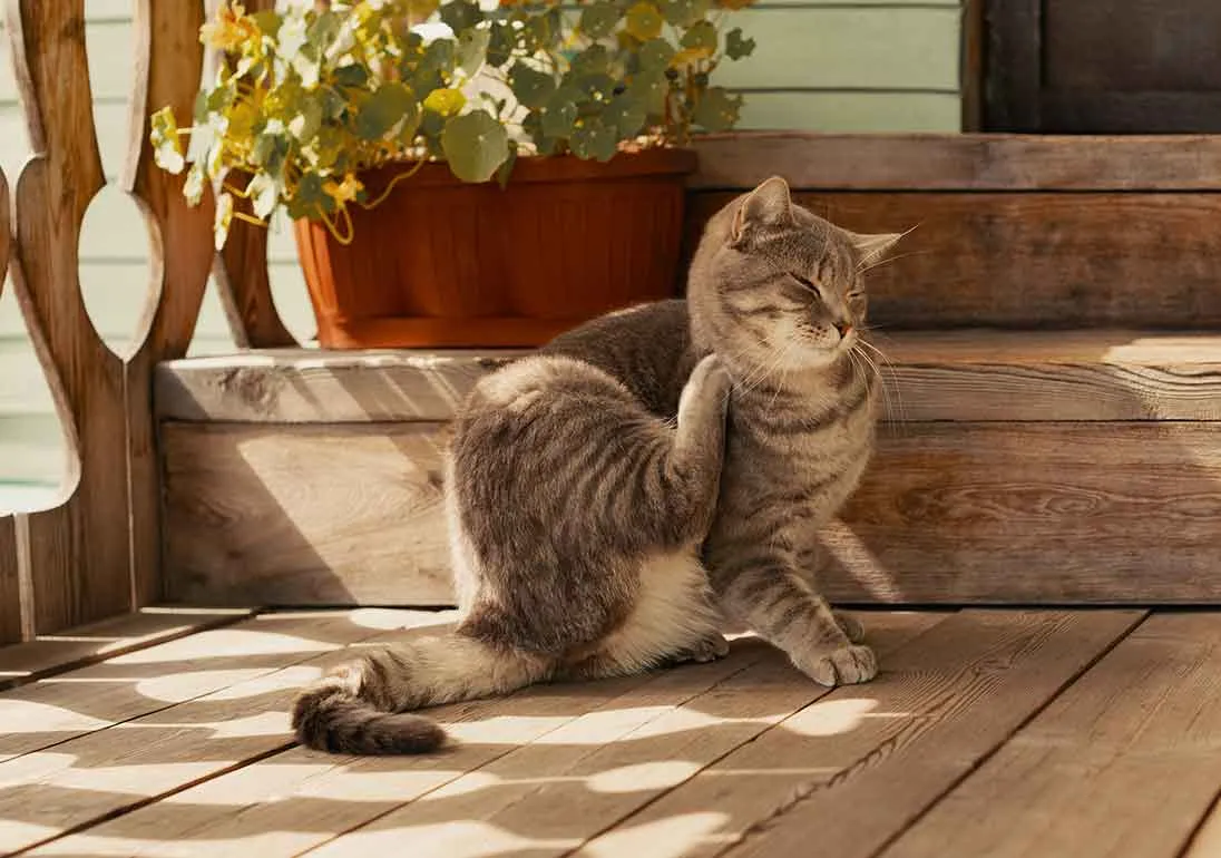 Zdjęcie Was tun bei Flöhen bei Katzen? Effektive Tipps zur Bekämpfung